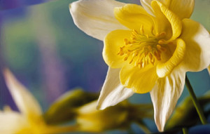 daffodil varities